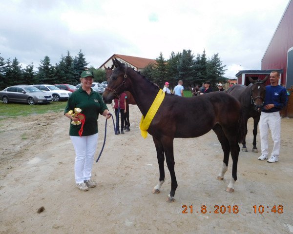 Pferd Lets Go SL (Deutsches Sportpferd, 2016, von Go-On T.s.)