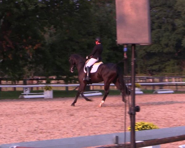 Reitturnier Recklinghausen 2019