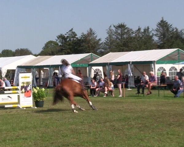 Reitturnier Löwenstedt 2019