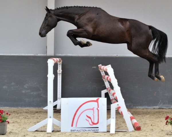 jumper Kannabis van de Bucxtale (Belgian Warmblood, 2010, from Pkz Contact van de Heffinck)