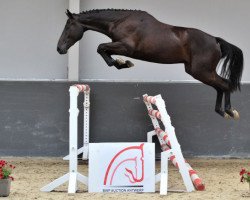 jumper Kannabis van de Bucxtale (Belgian Warmblood, 2010, from Pkz Contact van de Heffinck)