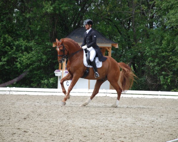 horse Di Versace (Austrian Warmblood, 2001, from De Niro)