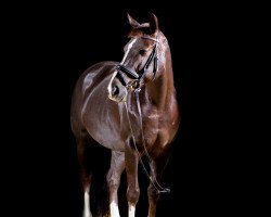 dressage horse Cascada 96 (KWPN (Royal Dutch Sporthorse), 2007, from Tarzan O)