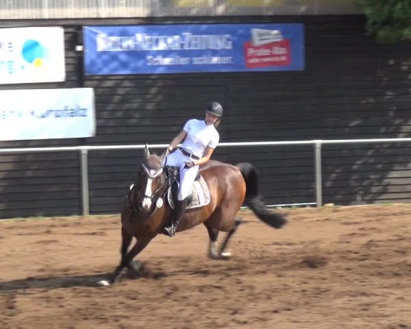 Reitturnier Heidelberg-Kirchheim 2019