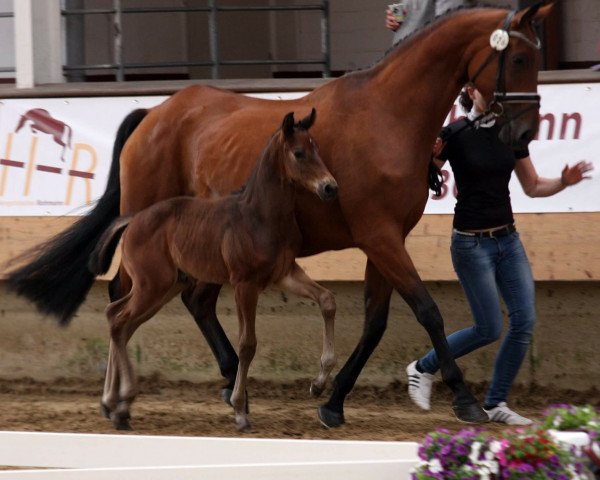 horse Hengst von Florenz x Sibirian Express (Westphalian, 2016, from Florenz 71)