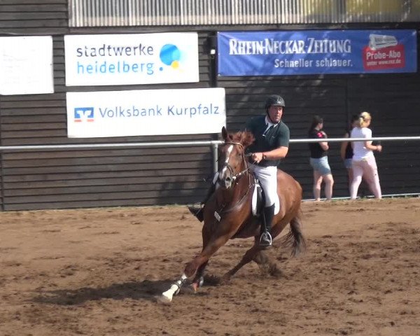 Reitturnier Heidelberg-Kirchheim 2019