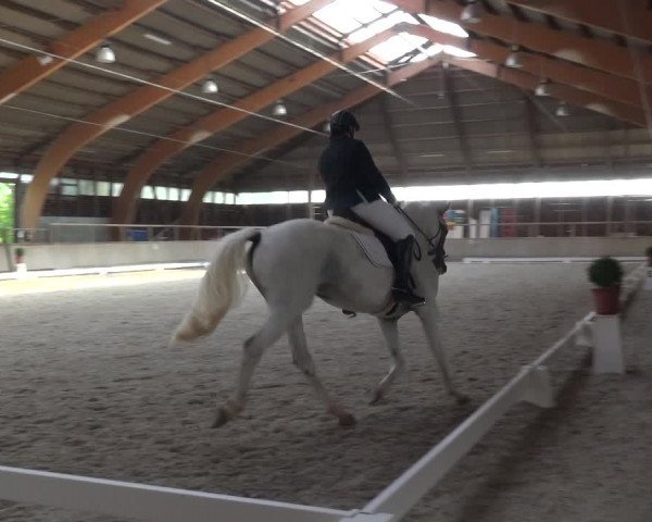 Reitturnier Heidelberg-Kirchheim 2019