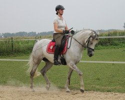 dressage horse DSA Shirin ox (Arabian purebred, 2008, from Sharim Ibn Shar ox)