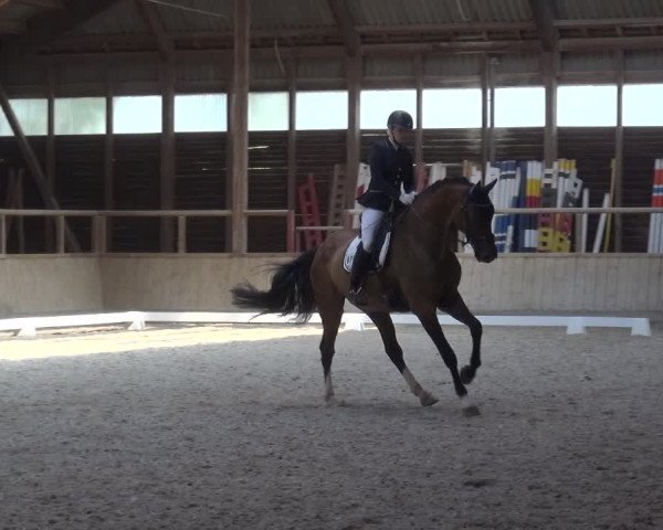 Reitturnier Heidelberg-Kirchheim 2019