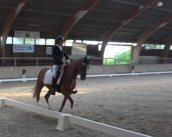 Reitturnier Heidelberg-Kirchheim 2019
