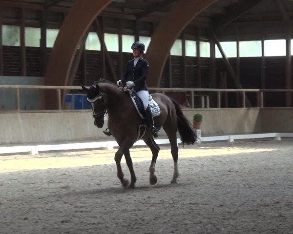 Reitturnier Heidelberg-Kirchheim 2019