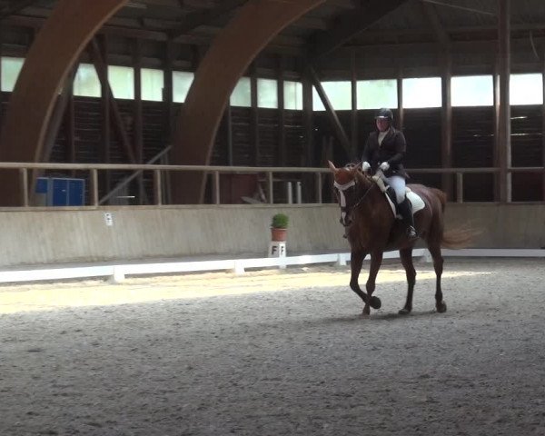 Reitturnier Heidelberg-Kirchheim 2019