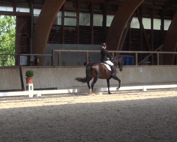 Reitturnier Heidelberg-Kirchheim 2019