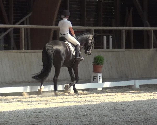 Reitturnier Heidelberg-Kirchheim 2019
