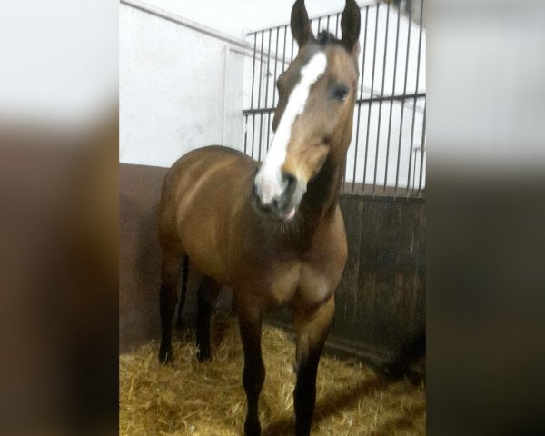 broodmare Cruising Girl GH (Holsteiner, 2001, from Caretano Z) broodmare Cruising Girl GH (Holsteiner, 2001, from Caretano Z)