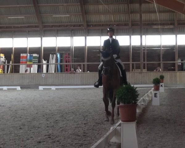 Reitturnier Heidelberg-Kirchheim 2019