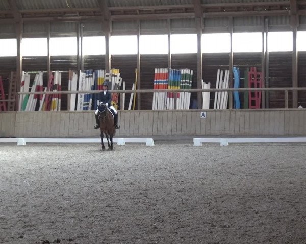 Reitturnier Heidelberg-Kirchheim 2019