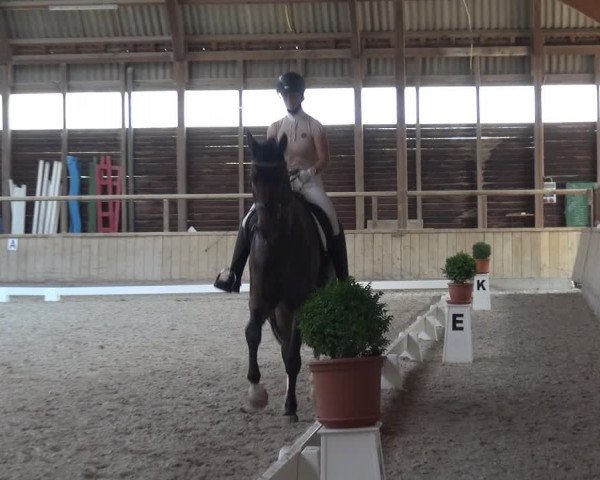 Reitturnier Heidelberg-Kirchheim 2019