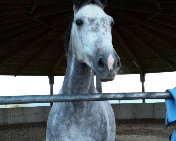 horse Dukato S (Polish Warmblood, 2006)