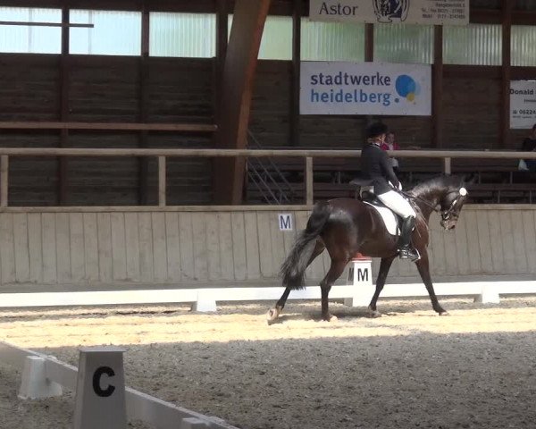 Reitturnier Heidelberg-Kirchheim 2019