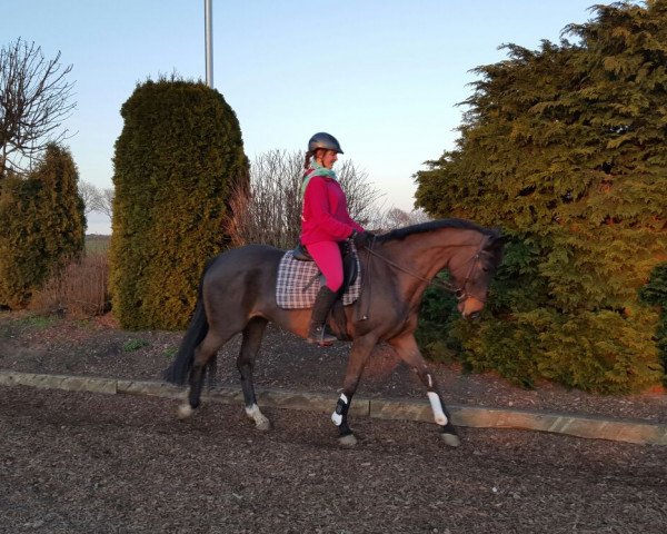 jumper Curly K (Hanoverian, 2005, from Charon)