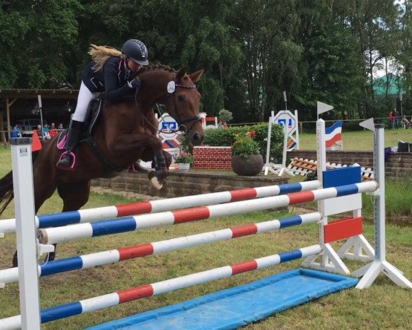 jumper Diva 554 (Westphalian, 2007, from Don Lauredo)