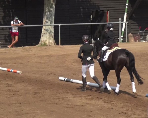 Reitturnier Heidelberg-Kirchheim 2019