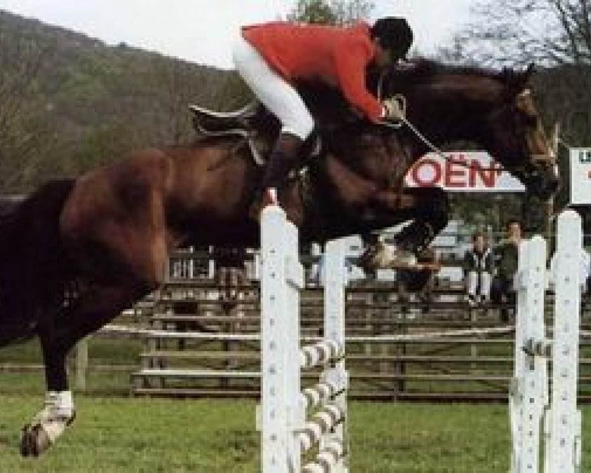 Deckhengst Pegase Gerbaux (Selle Français, 1981, von Count Ivor xx)