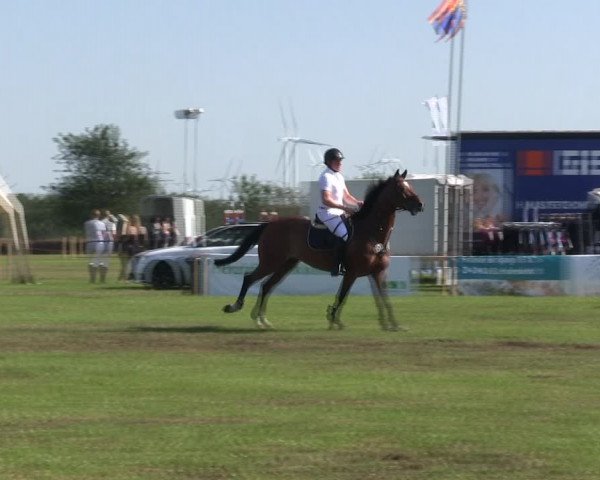Reitturnier Löwenstedt 2019