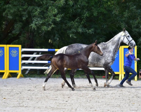 dressage horse Nena 140 (Zangersheide riding horse, 2015, from Niagara d'Elle)
