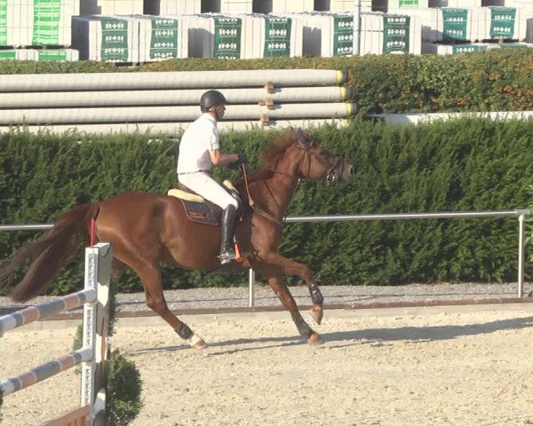 Reitturnier Durmersheim-Hardt 2019