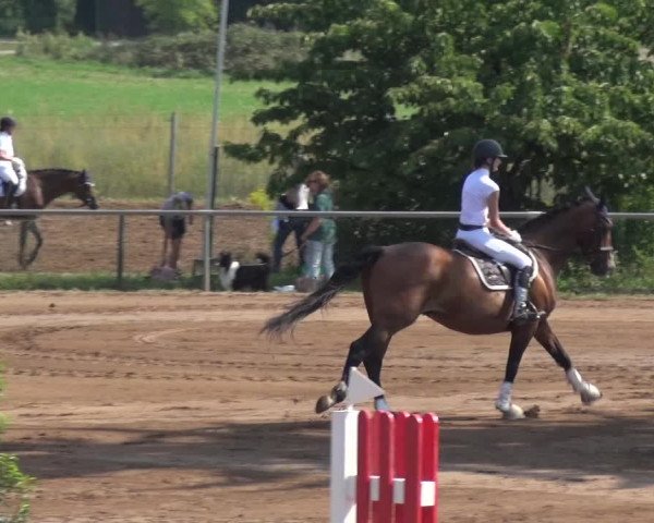 Reitturnier Heidelberg-Kirchheim 2019