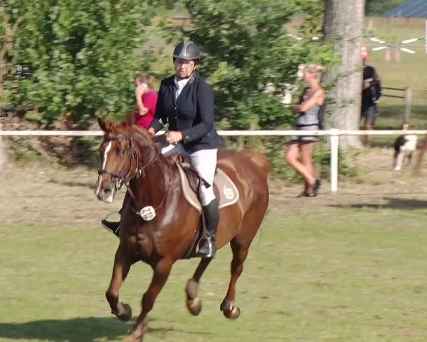 Reitturnier Reckahn 2019