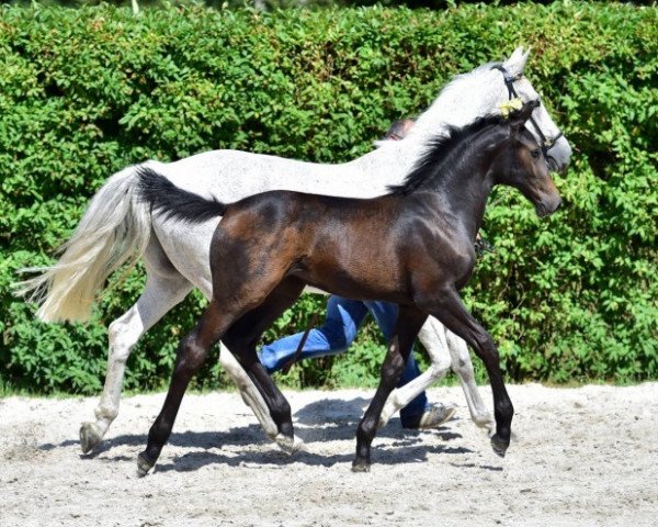 horse Toulthago JN Z (Zangersheide riding horse, 2015, from Toulon)