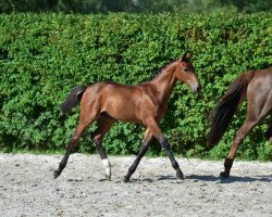 horse Ka Boom vh Ven Z (Zangersheide riding horse, 2015, from Kannan)