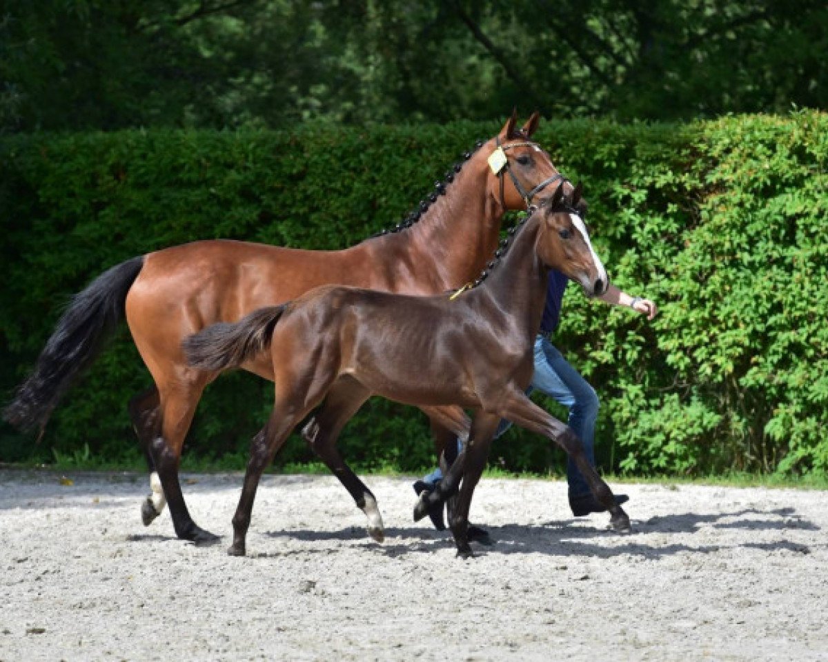Springpferd Call Me Cornet Z (Zangersheide Reitpferd, 2015, von Cornet Obolensky)