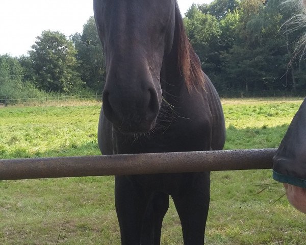 horse Rosenprinz (German Sport Horse, 2015, from Rosenstein) horse Rosenprinz (German Sport Horse, 2015, from Rosenstein)