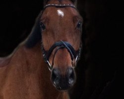 jumper All I Want 03 (German Warmblood, 2005, from American Pie)