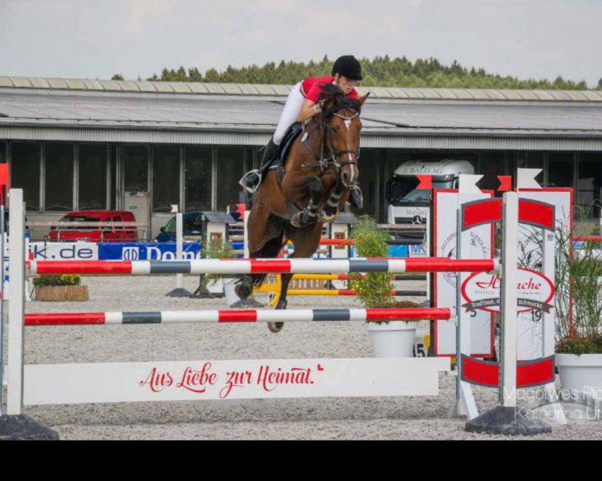 Jumper Chicago 155 (KWPN (Dutch Warmblood), 2007, from Lord Z)