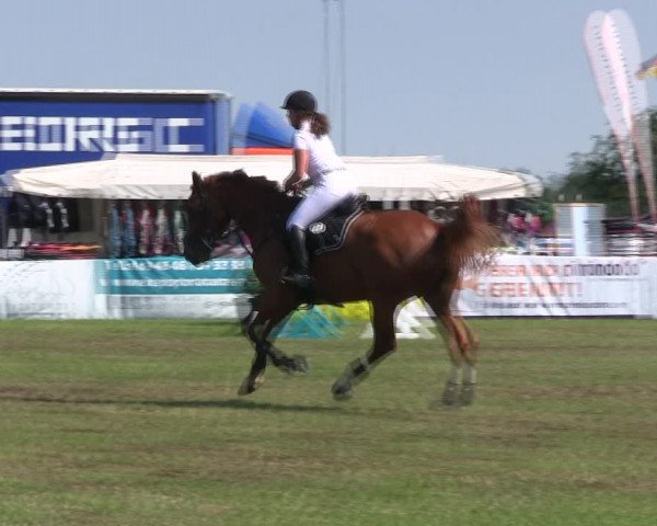 Reitturnier Löwenstedt 2019