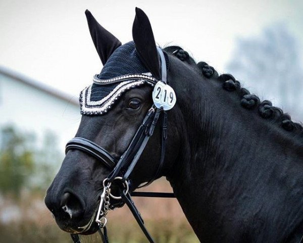 broodmare Hot Linea (Hanoverian, 2008, from Hotline) broodmare Hot Linea (Hanoverian, 2008, from Hotline)
