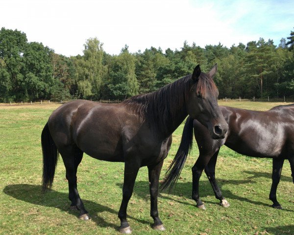 horse Dante (Hanoverian, 2010, from Don Frederico)