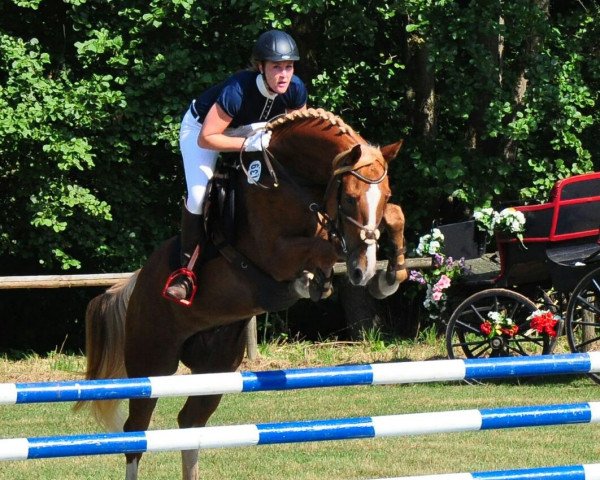 jumper Criminal Tango (Hanoverian, 2009, from Carrico) jumper Criminal Tango (Hanoverian, 2009, from Carrico)