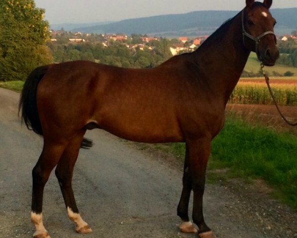 horse Lavigo F (Rhinelander, 1992, from Lancer II)