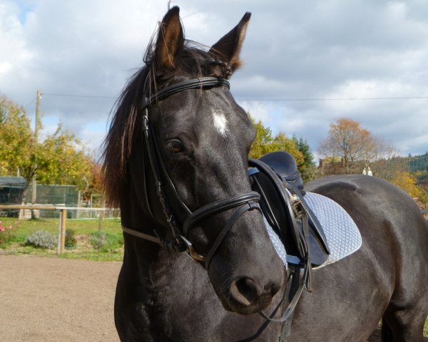 Pferd Rascalina 9 (Hannoveraner, 2007, von Rascalino)