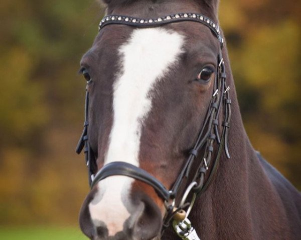 Springpferd Samarand (Hannoveraner, 2005, von Stolzenberg)