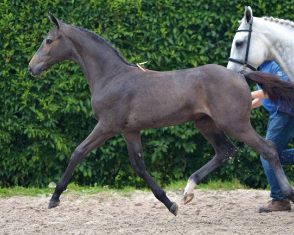 Pferd Culine Z (Zangersheide Reitpferd, 2016, von Comilfo Plus Z)