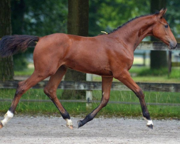 jumper HP Commellefo Z (Zangersheide riding horse, 2016, from Comme il Faut)