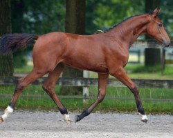 jumper HP Commellefo Z (Zangersheide riding horse, 2016, from Comme il Faut)