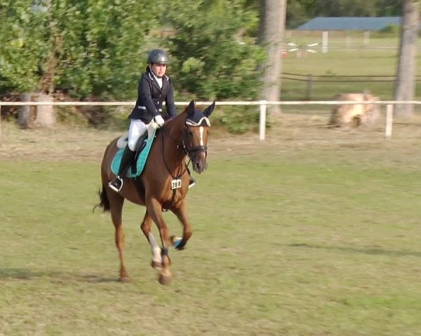 Reitturnier Reckahn 2019